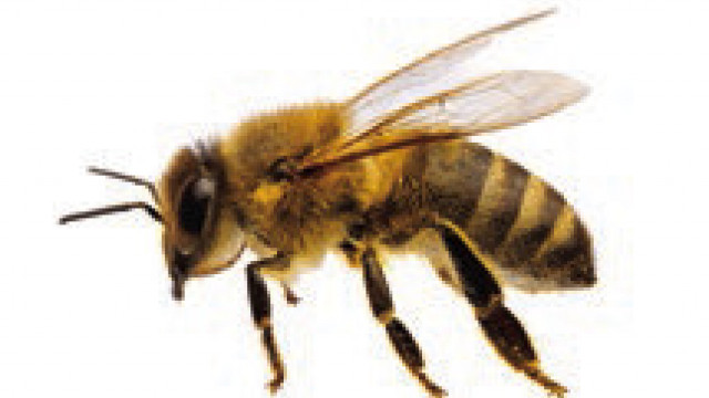 Elton library to present program on honeybees