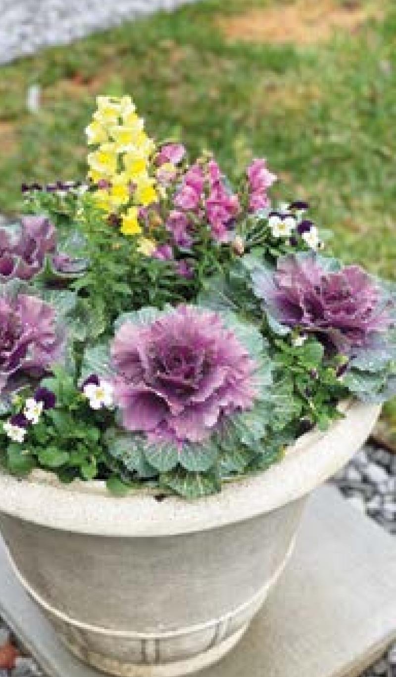 Get creative with a colorful container garden