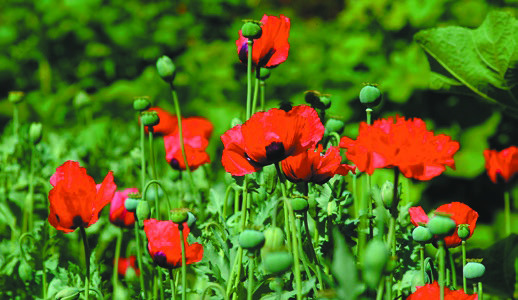 Cottagecore in the garden