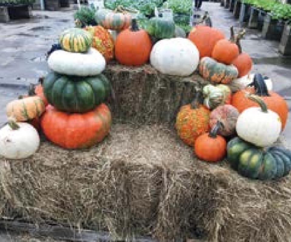 It’s Fall