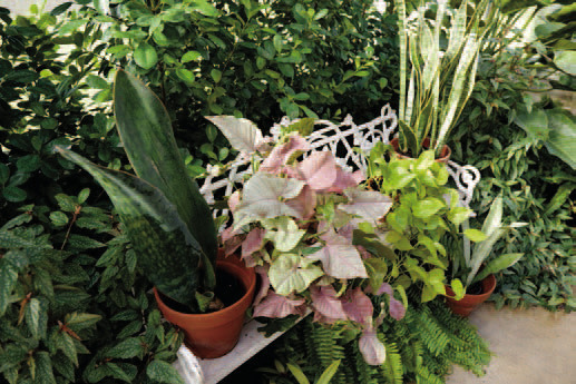 Horticulturist offers tips for growing plants indoors