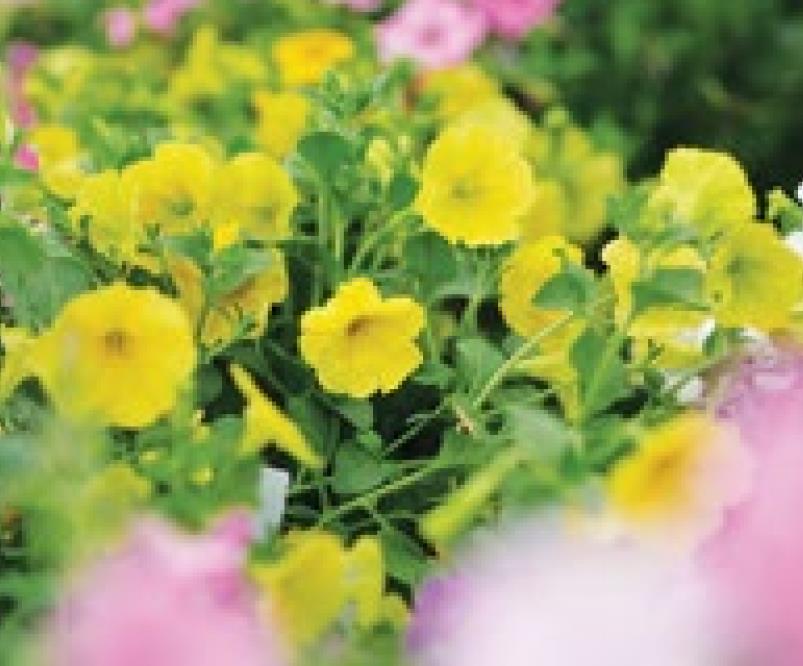 Pretty petunias that