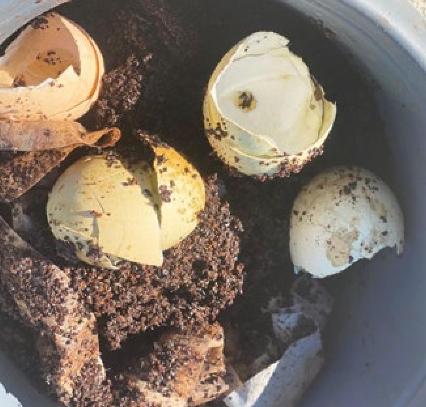 Fertilizing the garden on a budget