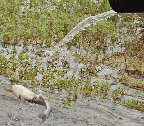 Wildlife officials to stock local pond