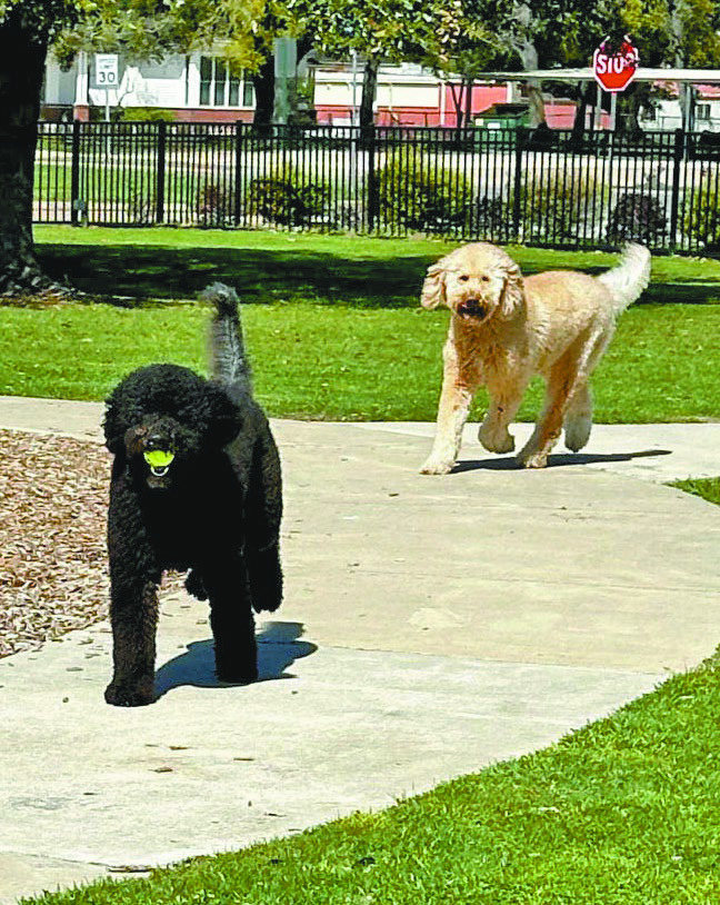 PUPS at the PARK