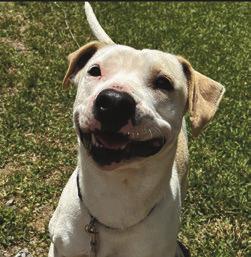 Jennings Animal Shelter seeks home for pups