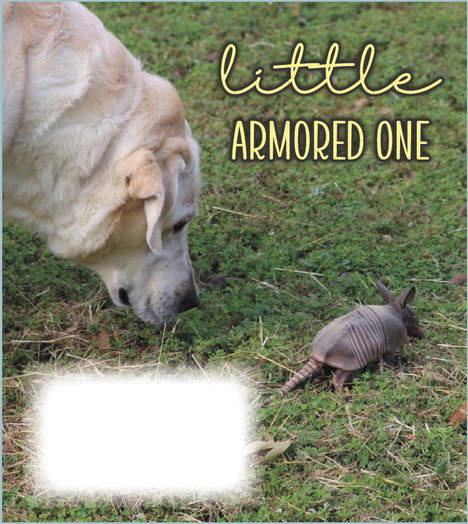 Little armored one