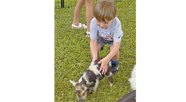 Three-year-old John Rossbreaux of Jennings enjoys petting a furry piglet as it roams the ranch setup filled with a variety of farm life. Daily News photo by D'Arcy Knight