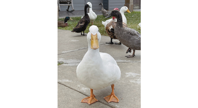 This patient little visitor waits outside the Gator Chateau at I-10 Park, joined by several of his feathered friends. The adorable waddle of ducks who call the park home appears to be hoping someone comes along with a tasty snack. Daily News photo by D'Arcy Knight