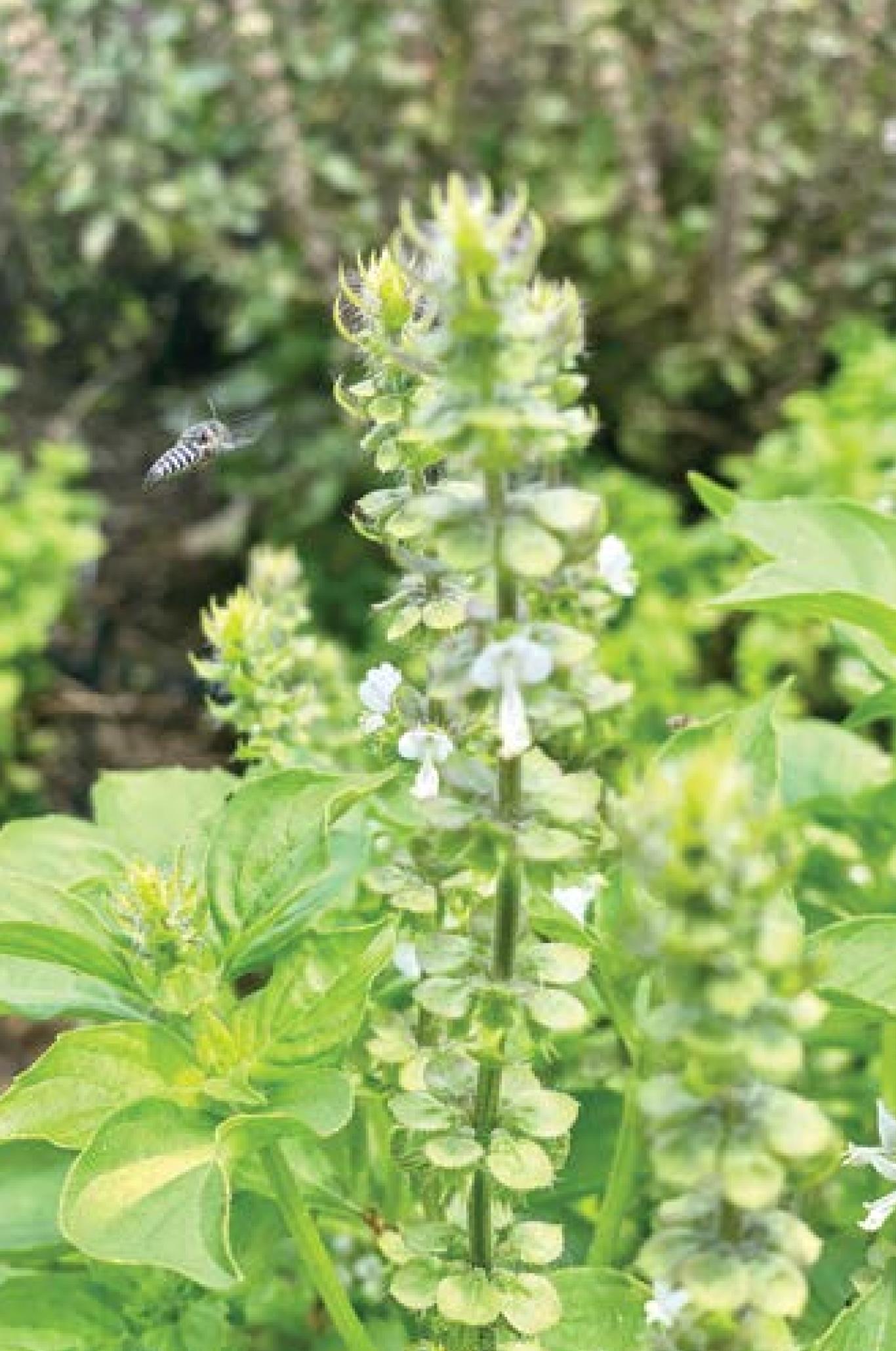 Help beneficial insects feel at home in your landscape