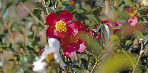 Give this underappreciated camellia species a try