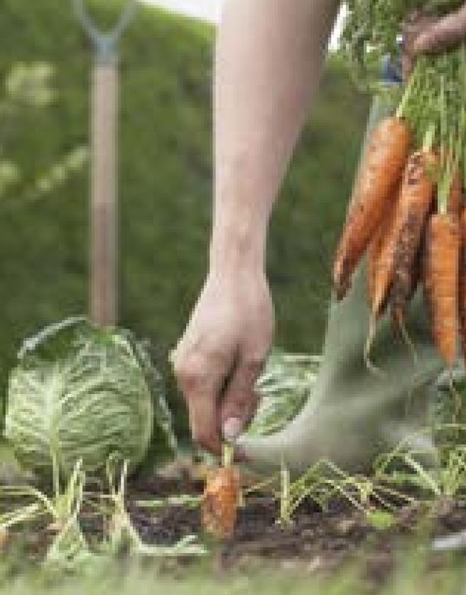 Tips offered for planting fall vegetables