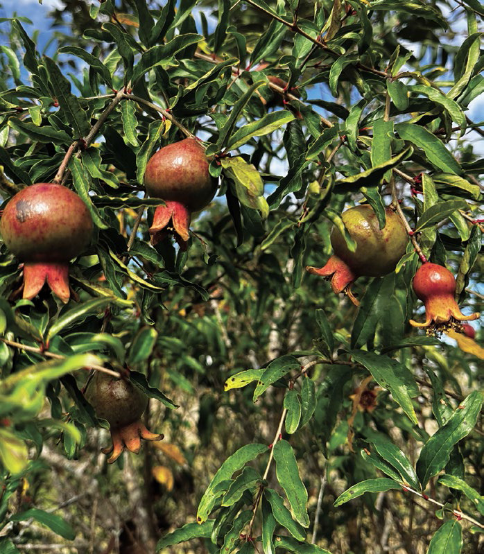 Persimmon Predictions