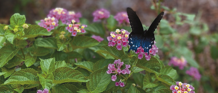 Spring showers to summer flowers checklist