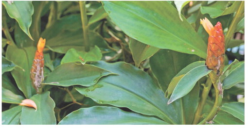 Spiral gingers have leaves that form a spiral staircase-like pattern. Photo by Olivia McClure/LSU AgCenter