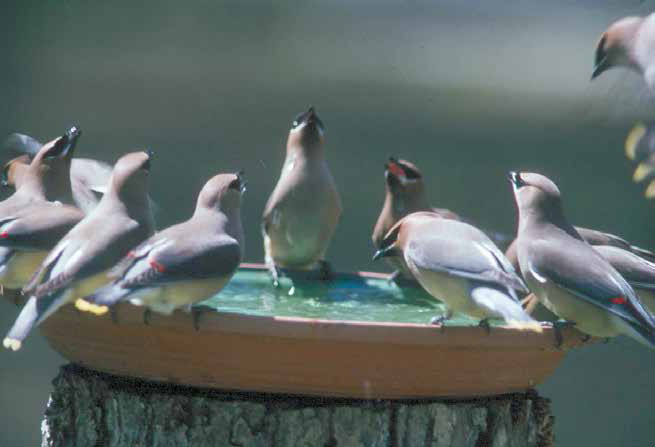 Taking care of our feathered friends