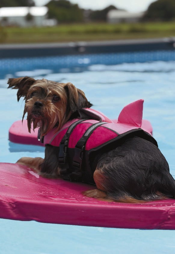 Delilah, clad in her shark fin life vest, beats the summer heat of Southwest Louisiana with a relaxing float around the pool. The sweet puppy is one of the newest residents of Hathaway. Daily News photo by Jenny Dennis