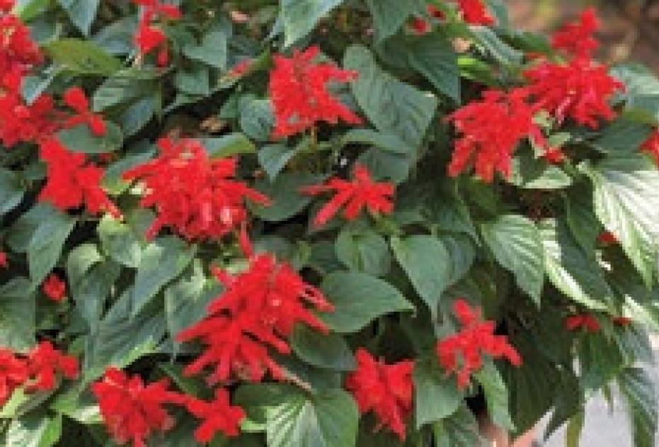 Salvias