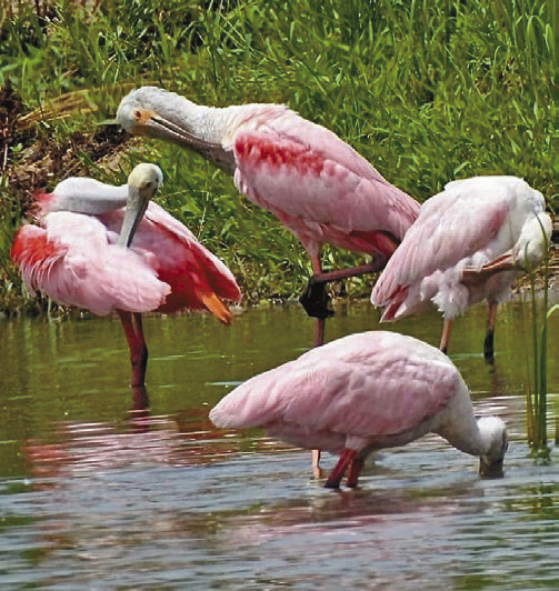 SPLENDID SPOONBILLS