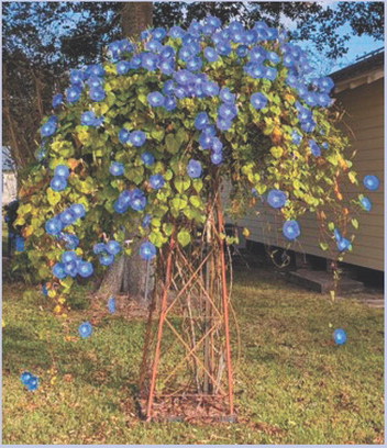 What’s the story, morning glory
