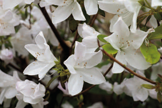 Azaleas, staple of Southern gardens, named 2025 Louisiana Super Plant