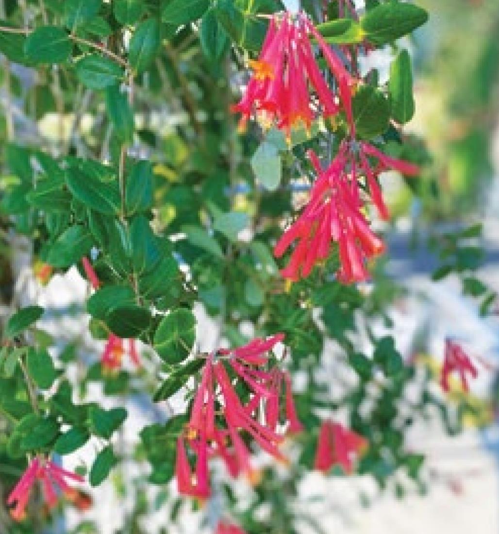 Flowering vines for La. landscapes