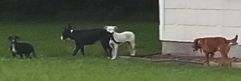 Feral dog pack continues to roam city