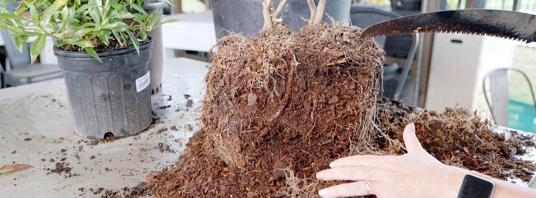 Rooting for tree success