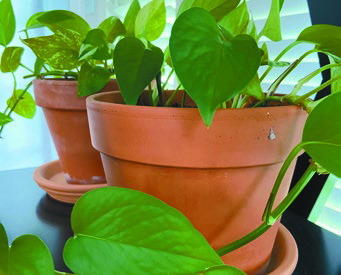 Containers: An easy solution to many gardening conundrums