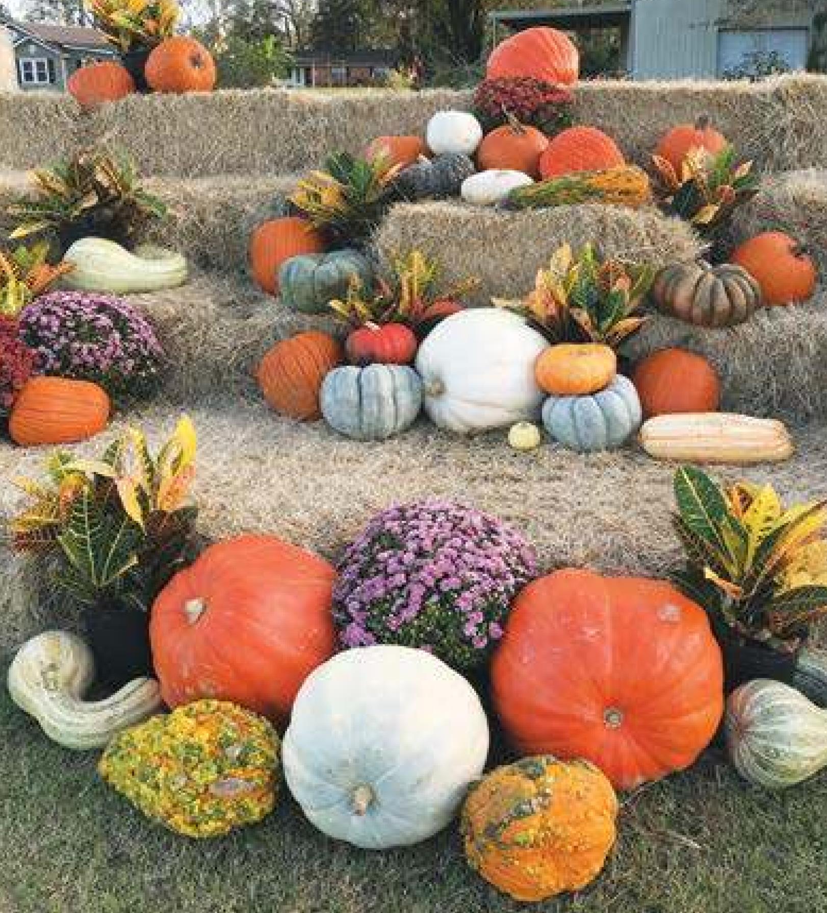 Pumpkins Aplenty