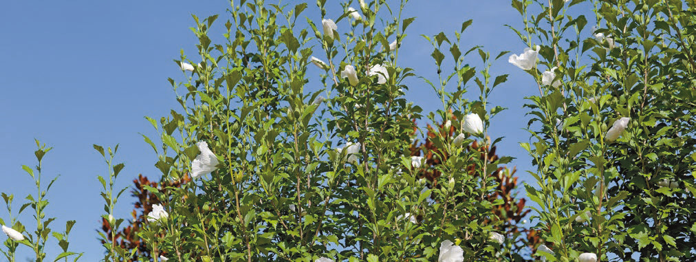 Althea is a flowering shrub that is an outstanding performer in Louisiana’s hot summers. Photo by Olivia McClure/LSU AgCenter