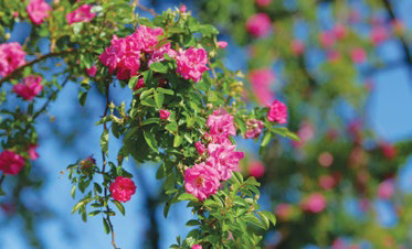 Peggy Martin rose named spring 2023 Louisiana Super Plant