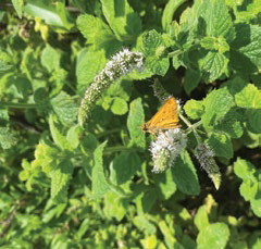 It’s always a good thyme for herbs