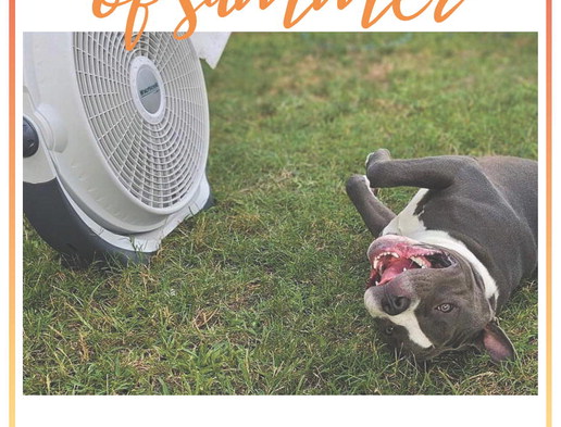 DOGS DAYS of Summer