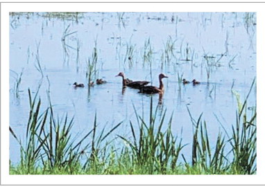 Quack, quack