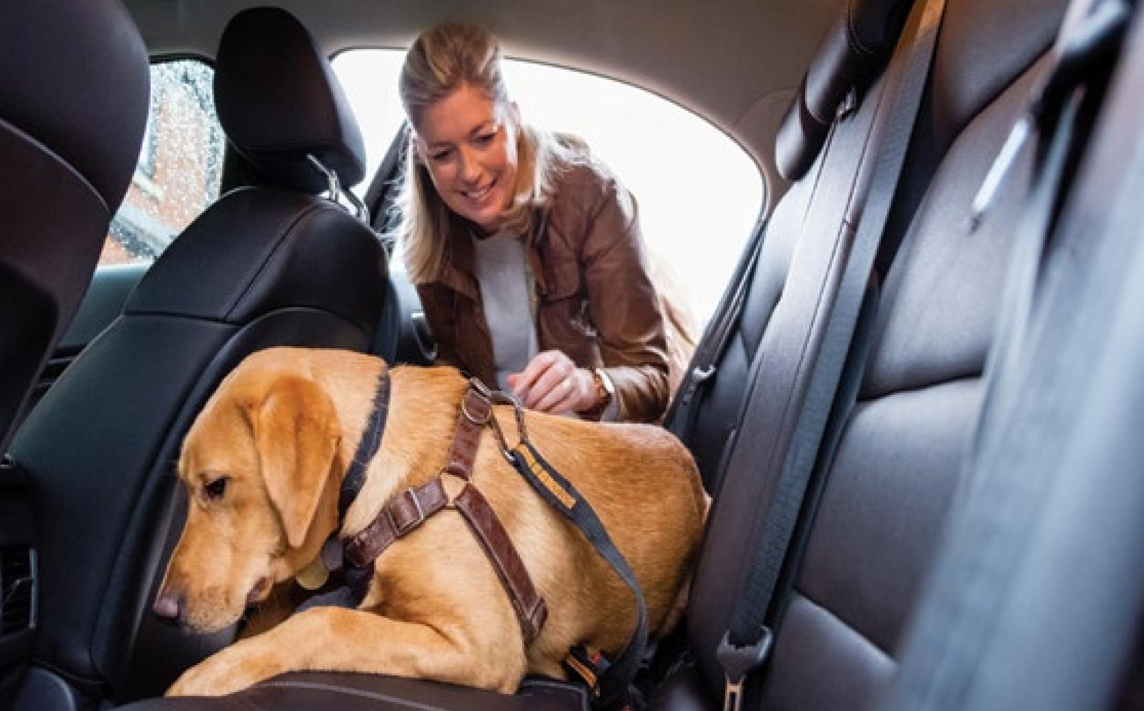 Plan a Pet-Friendly Getaway