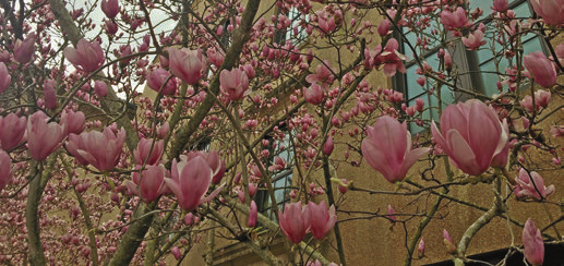 Jane Japanese magnolia named La. Super Plant for spring