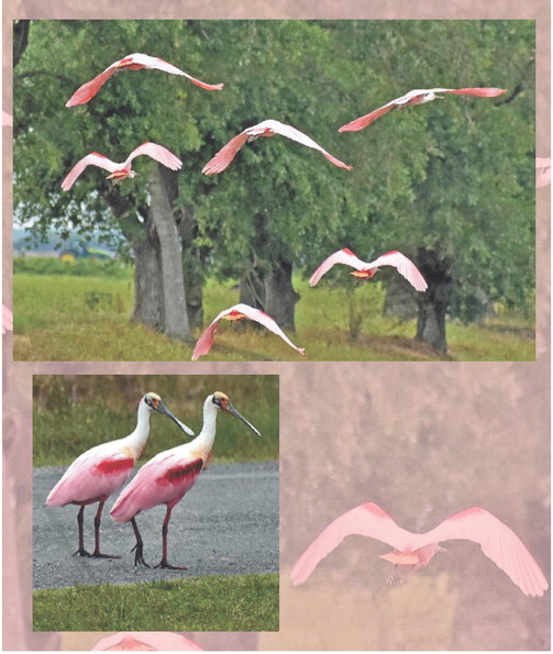 Splendid Spoonbills