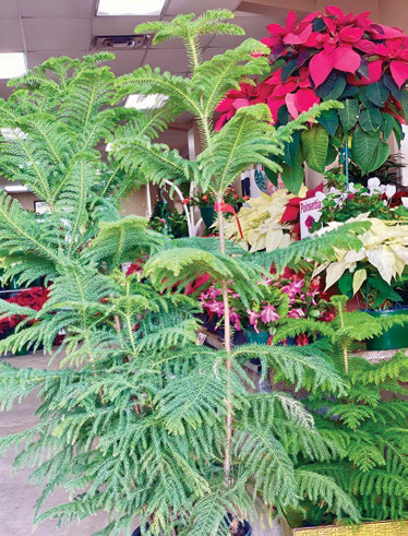 An island holiday year round