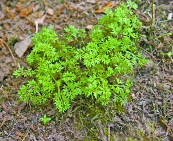 From winter dormancy, lawns spring to life