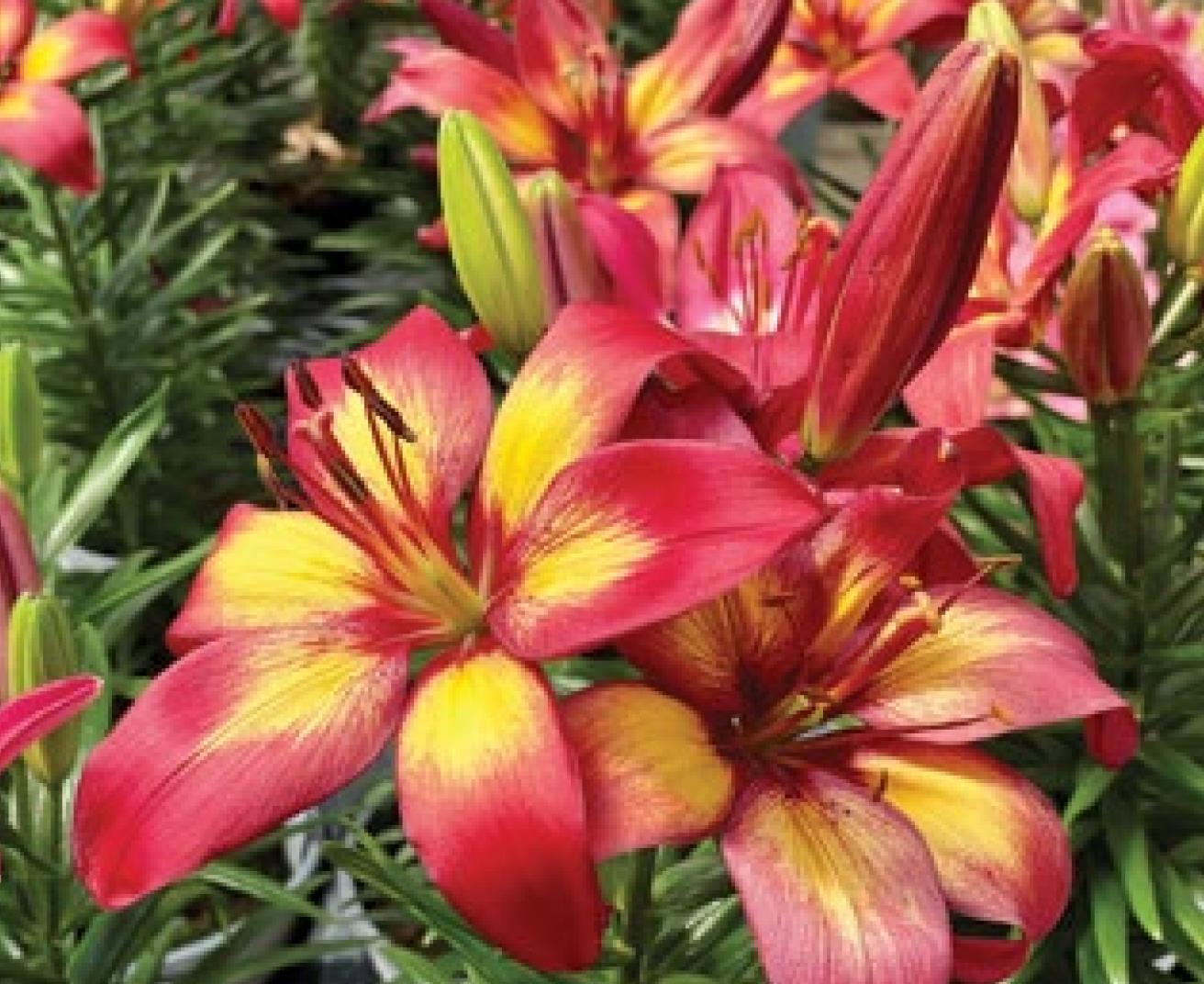 Consider the lilies: A symbol of springtime beauty