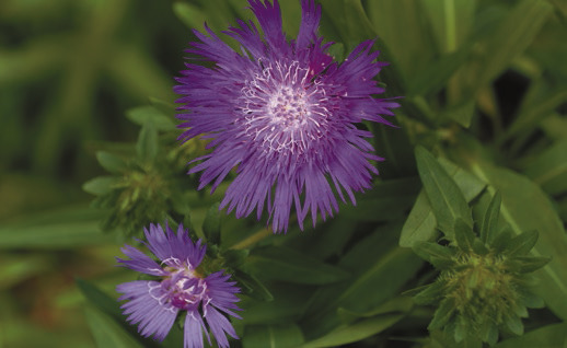 Easy-care stokesia delights gardeners, pollinators