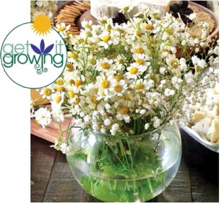 Enhance meals with HOMEGROWN HERBS
