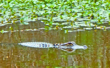 Alligator Afternoon