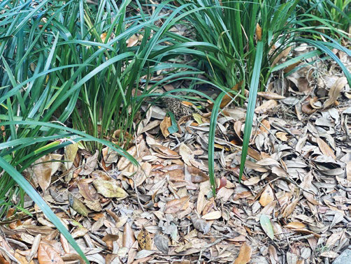 ‘Leaf’ it to mulch to make your landscape better