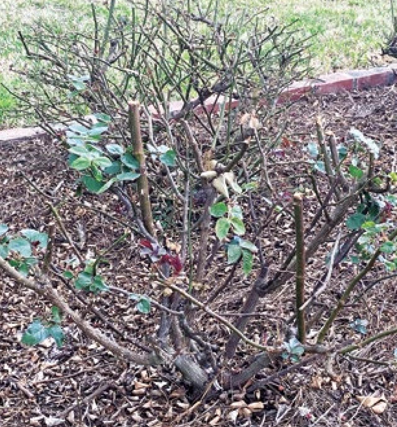 It’s time for spring cleanup in the landscape