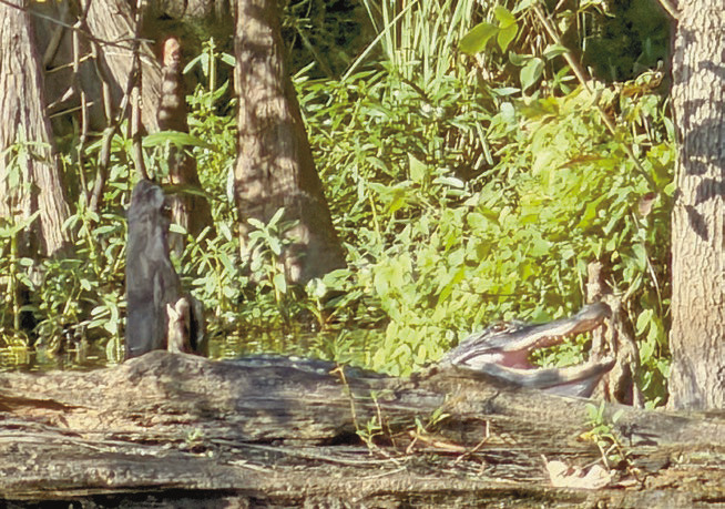 This large alligator is all smiles while it soaks up some afternoon sun while lounging on a log along the river. Alligators can often be found basking in the sunlight as a way to warm up, gathering energy to hunt, move and even digest their food. Daily News photo by Jenny Dennis