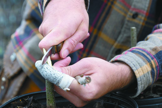 Grafting 101: Behind the scenes of your fruit tree’s journey