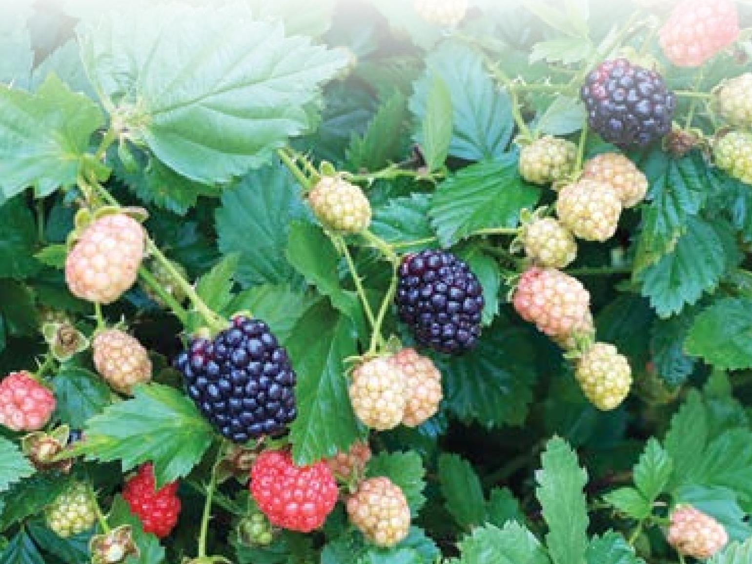 It’s blackberry time in Louisiana