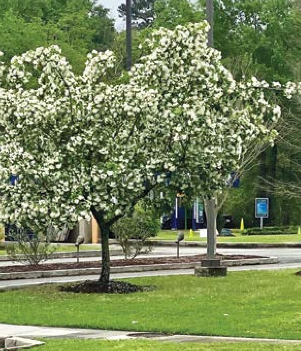 Want to get fancy? Add a little fringe to your landscape